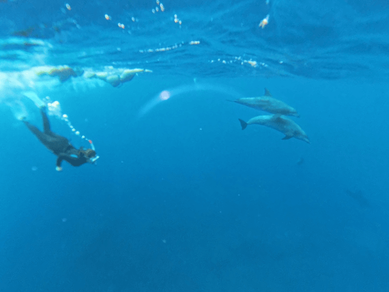 Miyakejima Dolphin Swim Island Getaway