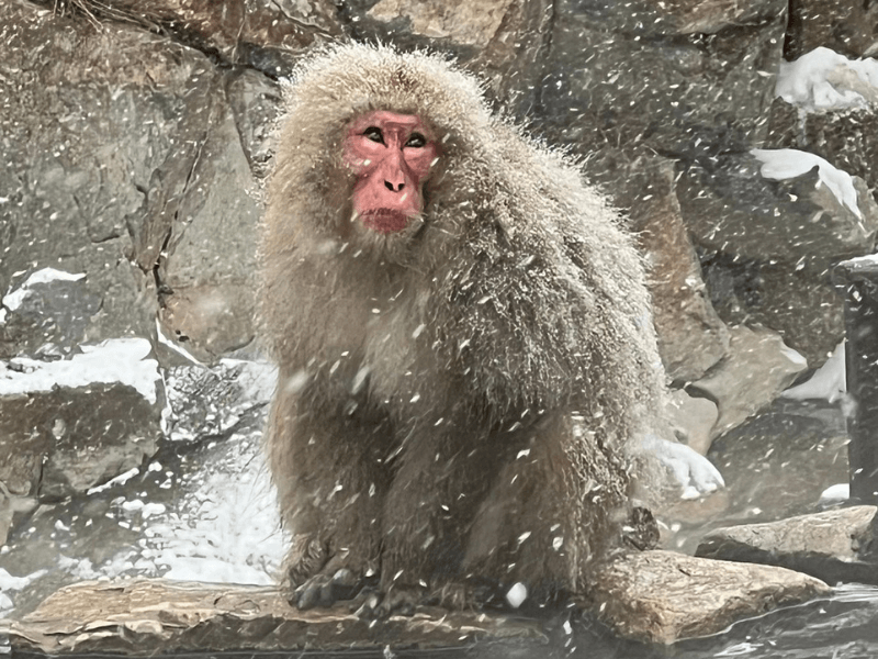 Shiga Kogen Snow Monkey Powder Weekend