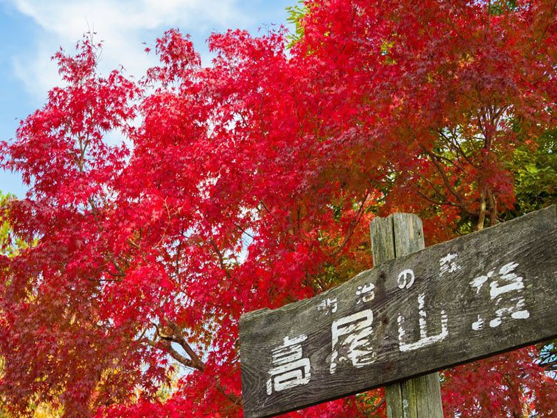 高尾山紅葉ハイキング}
