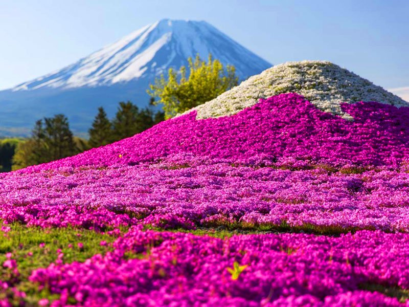 富士芝桜祭り}